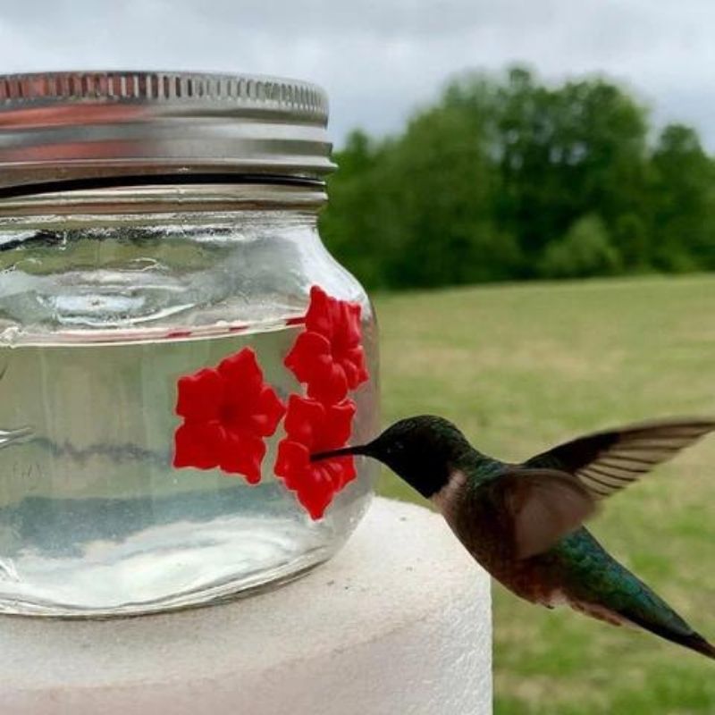 Beautiful Mason Jar Hummingbird Feeder w / Three Ports